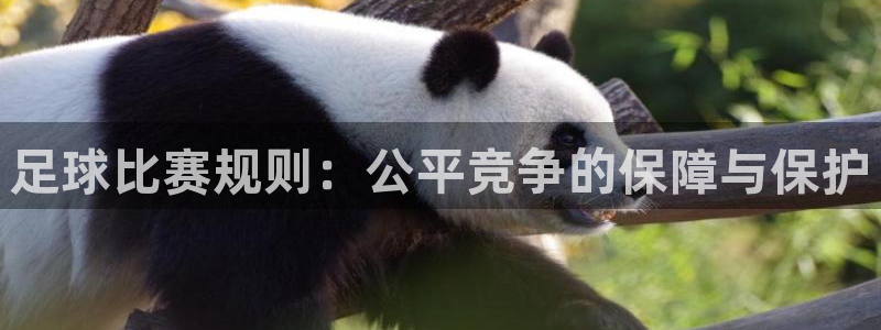  足球比赛规则：公平竞争的保障与保护